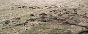 Yard destruction due to mole mounds