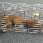 red squirrel trapping