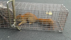 red squirrel trapping