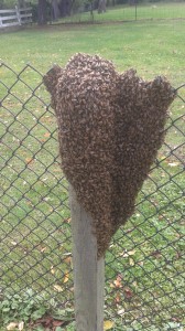 Akron Canton Kent Honey Bee Removal
