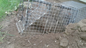 tallmadge OH groundhog trapping