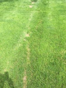 mole caused lawn damage