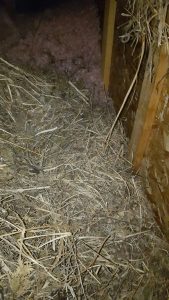 starlings in attic