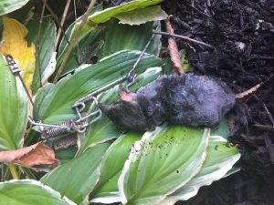Ohio mole trapping