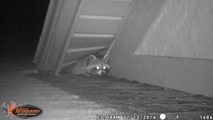 raccoon in attic