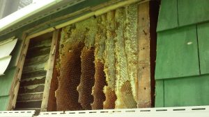 akron honey bee removal