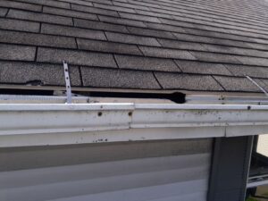 water damage squirrel hole
