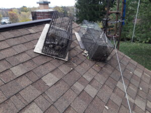 Attic Raccoons Trapped