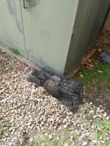 groundhog in trap